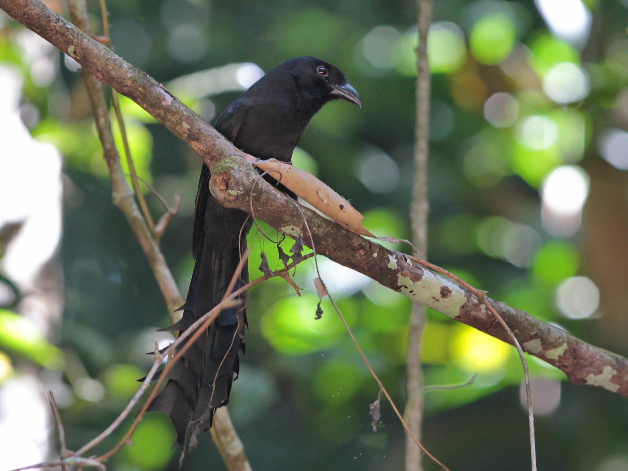 Ratchet-tailed Treepie