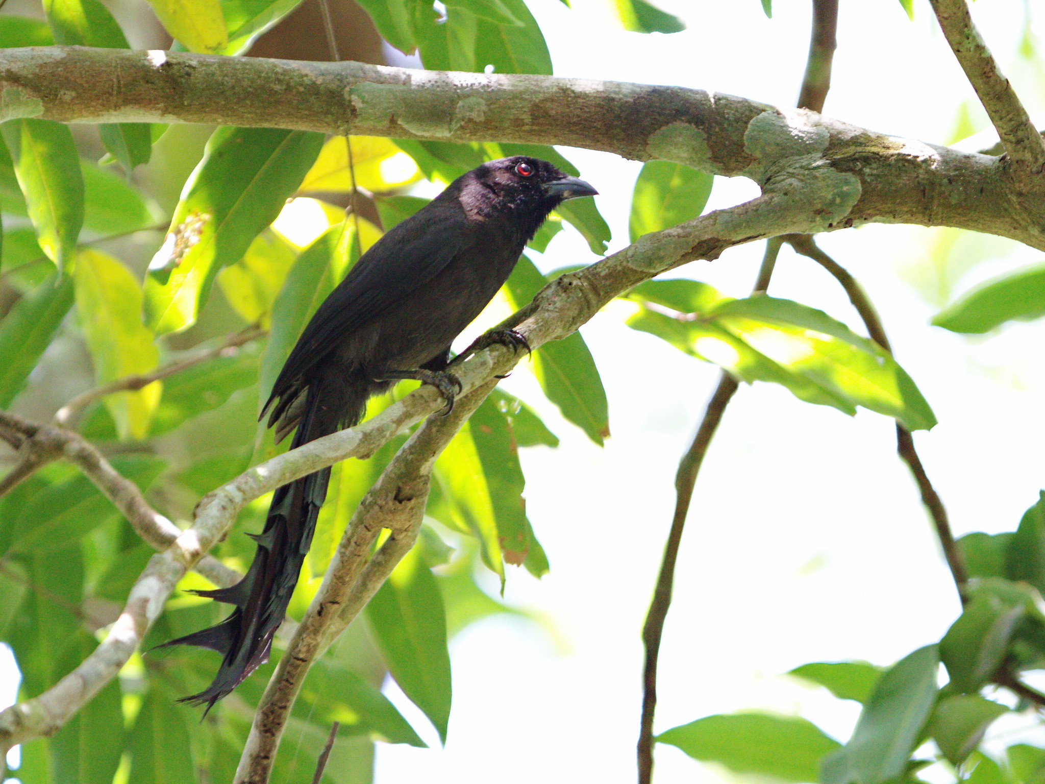 Ratchet-tailed Treepie