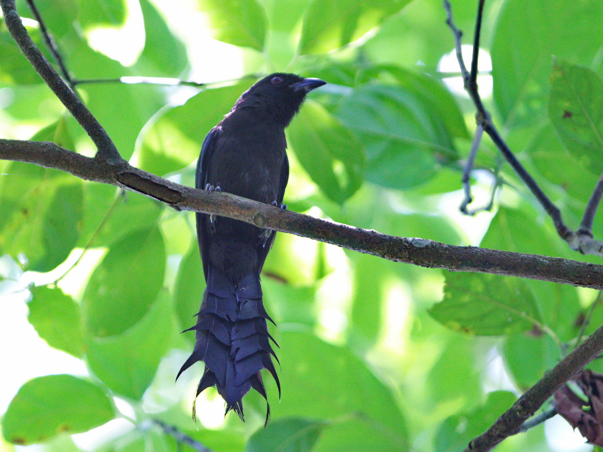 Ratchet-tailed Treepie