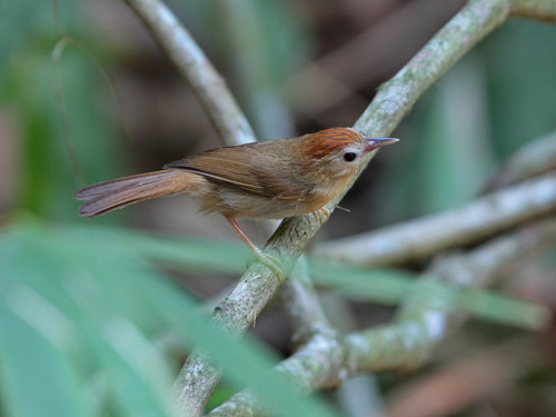 Rufous-fronted Babbler (Cyanoderma rufifrons), photo 2