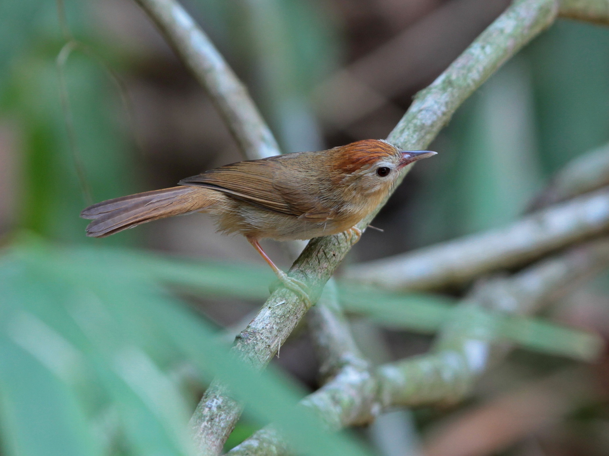 Rufous-fronted Babbler
