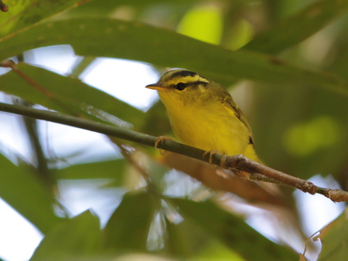 Sulphur-breasted Warbler (Phylloscopus ricketti), photo 10
