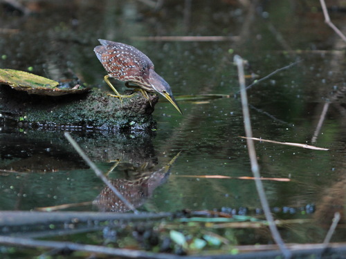 Von Schrenck's Bittern (Botaurus eurhythmus), photo 9