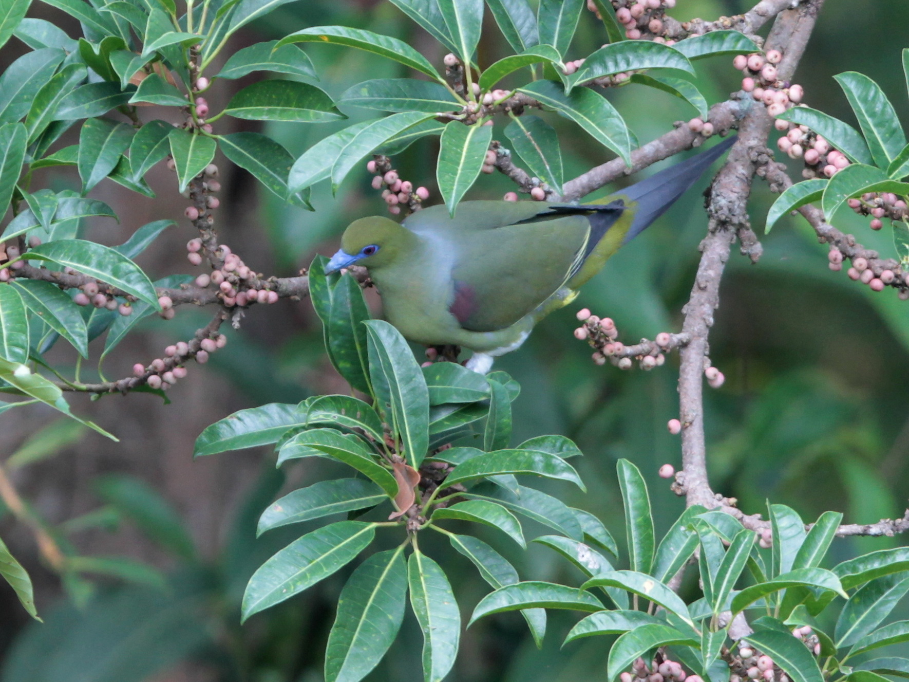 Yellow-vented Green Pigeon