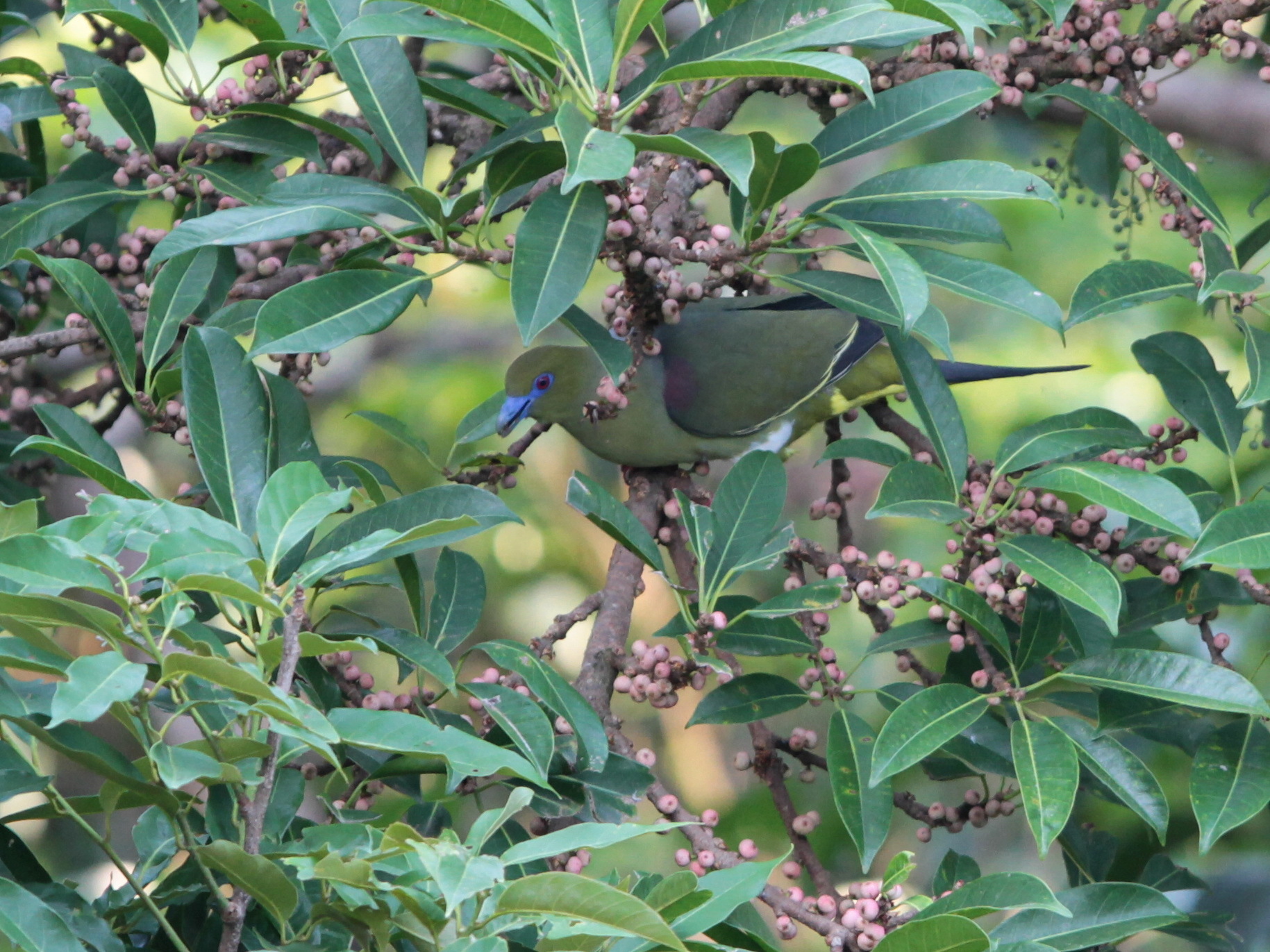 Yellow-vented Green Pigeon
