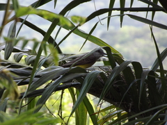 Tyrannus melancholicus