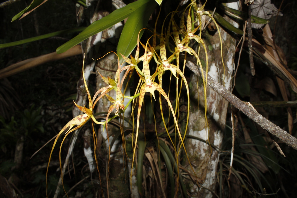Brassia caudata