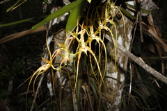 Orchid (Brassia caudata)
