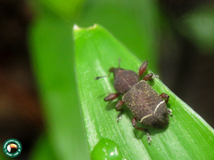 Centor balteatus