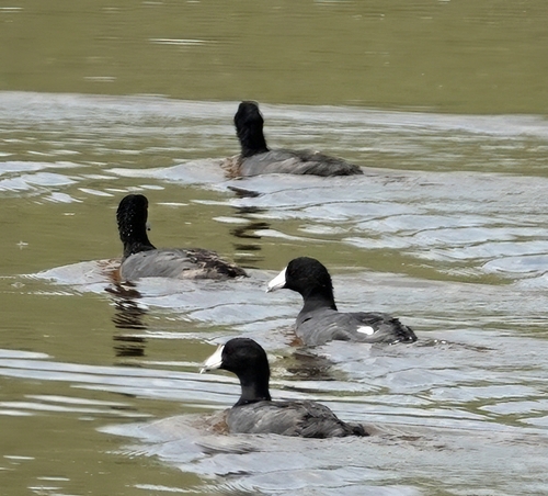American Coot photographed in Nebraska