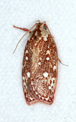 Euchaetis metallota