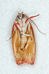 Euchaetis metallota