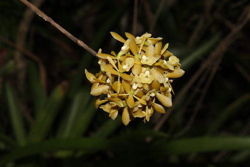 Brown Epidendrum (Epidendrum anceps)