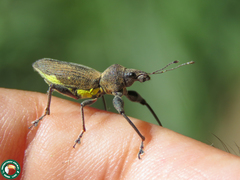 Naupactus longimanus
