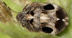 Homaemus proteus