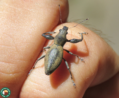 Naupactus longimanus
