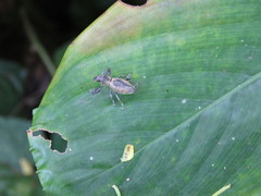 Naupactus longimanus