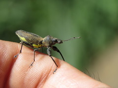 Naupactus longimanus