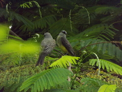Tyrannus melancholicus