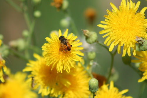 Unknown species found near Bingham County, ID, USA