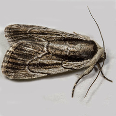 Sympistis badistriga