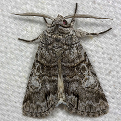 Sympistis chionanthi