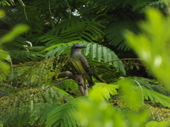 Tyrannus melancholicus