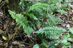 Asplenium lamprophyllum