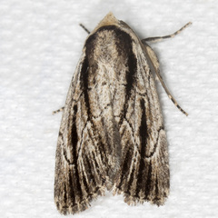 Sympistis badistriga