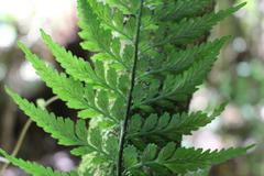 Asplenium lamprophyllum