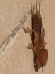 Neocurtilla