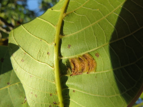 Walnut Blister Mite