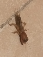 Neocurtilla
