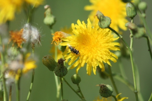 Unknown species found near Bingham County, ID, USA