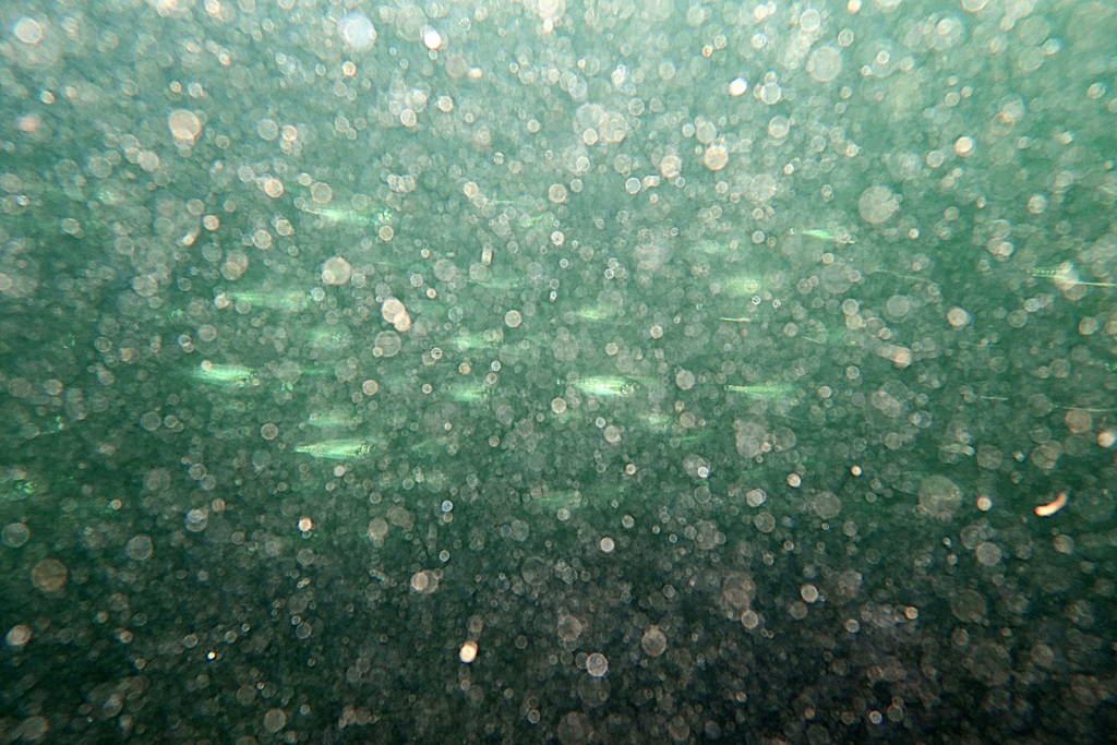 Australian salmon (Arripis truttacea) — Arripidae
