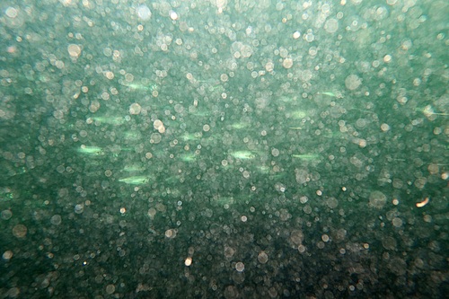Australian salmon (Arripis truttacea) — Arripidae