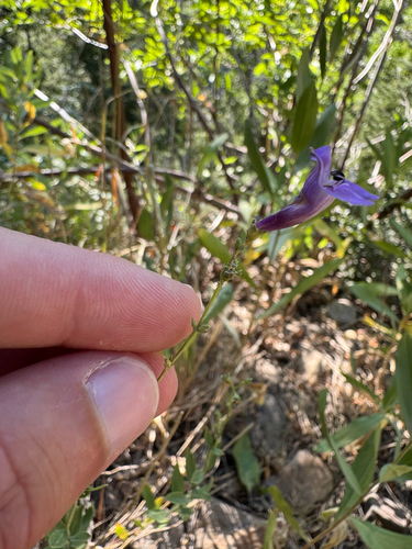 Broadleaf Beardtongue (Penstemon platyphyllus)