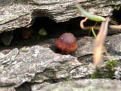 Gymnopilus luteofolius