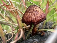 Gymnopilus luteofolius