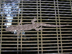 Mokopirirakau granulatus