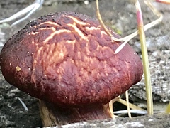 Gymnopilus luteofolius