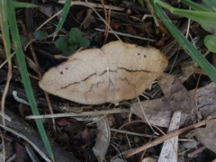 Syncirsodes primata