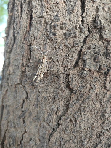 Mediterranean Splendid Grasshopper
