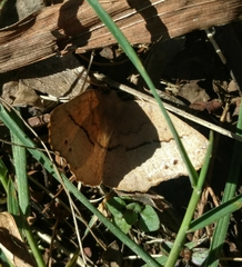 Syncirsodes primata