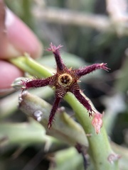 Ceropegia adscendens