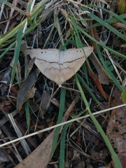 Syncirsodes primata
