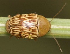 Cryptocephalus fulguratus