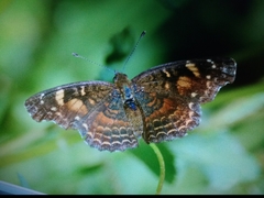 Anthanassa acesas