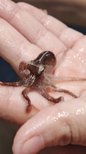 Amphioctopus aegina