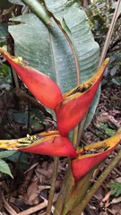 Heliconia stricta